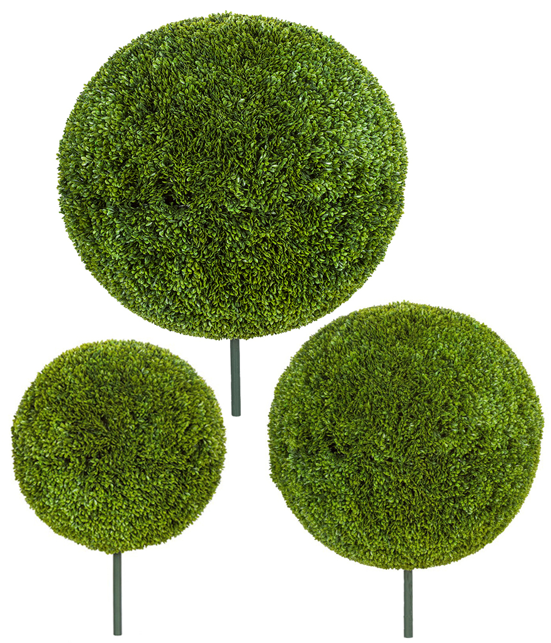 42 inch Ball Japanese Boxwood Topiary